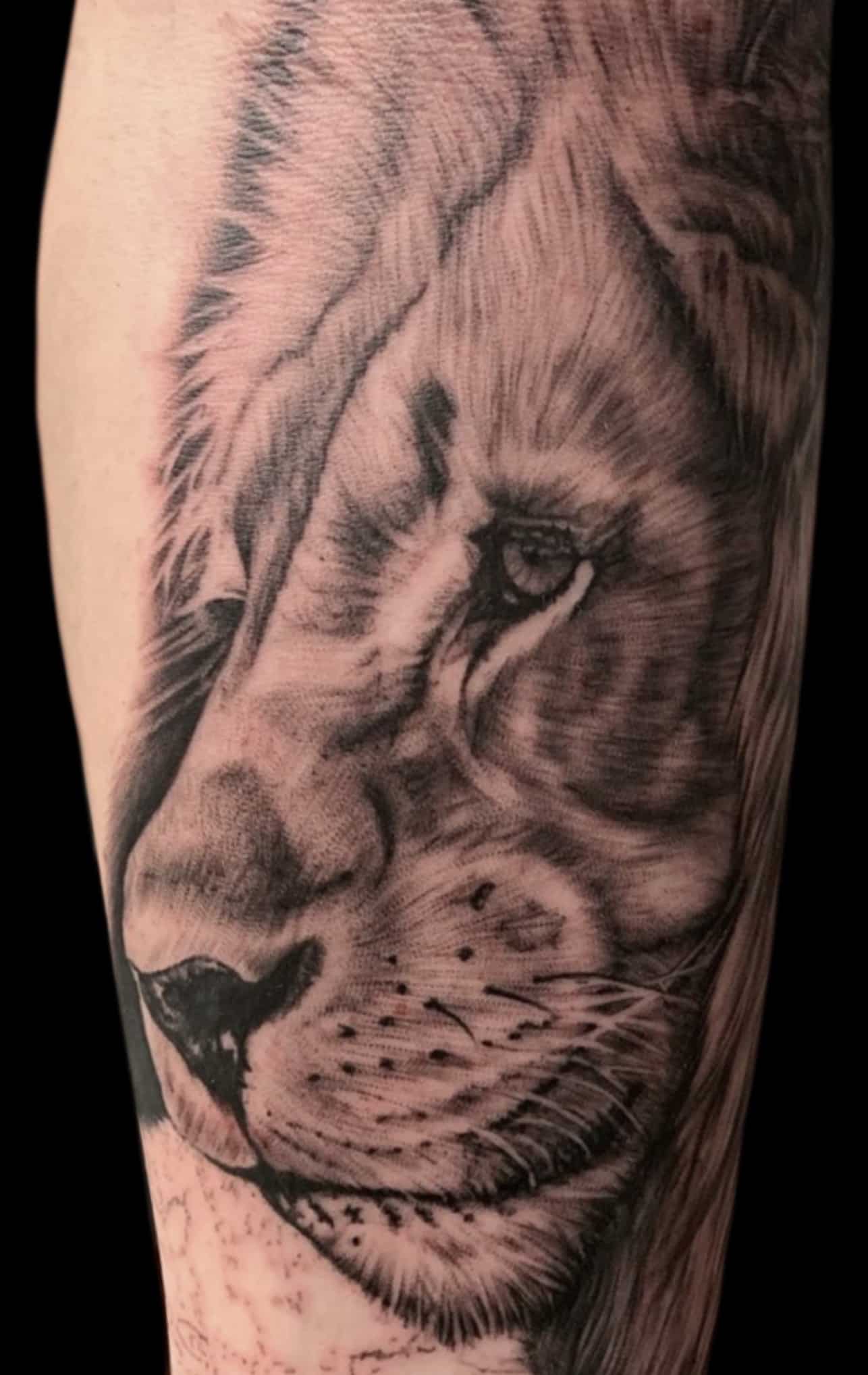 black-grey-lion-tattoo-by-josh-hibbard