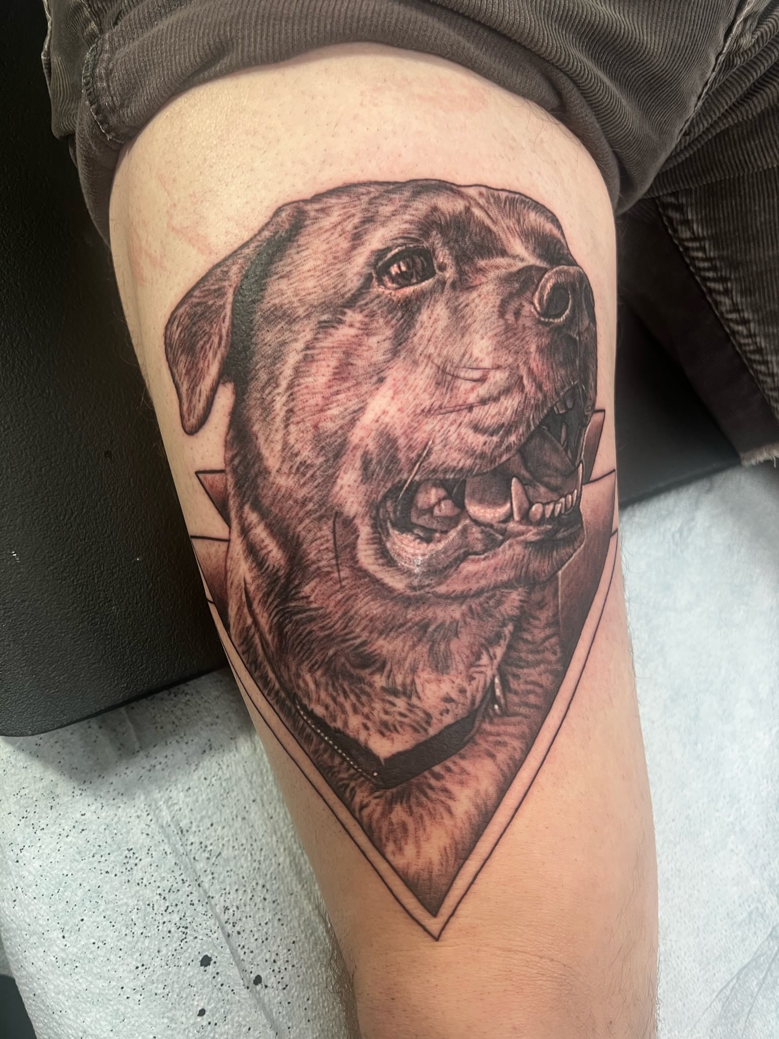 rottweiler-geo-memorial-tattoo-by-josh-hibbard